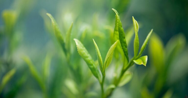 Pourquoi privilégier un atelier de thé japonais en petit comité ?