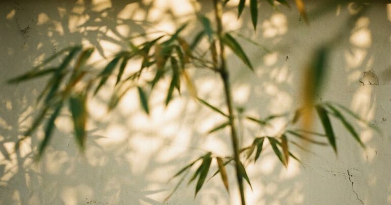 Wabi-sabi : L&rsquo;éveil des sens à travers l&rsquo;art du thé japonais